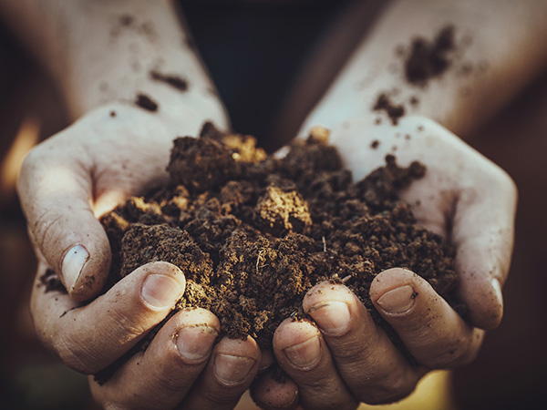 Planting Seeds in a Drought